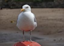 Walney to Whitby Coast to Coast